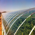 Multi-span Plastic Film Covering Light Tomato Greenhouse